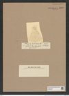 Hyalodiscus levis Ehr. (de-Toni-Nr.: Genus 219, Species 5496) Zeichnungen Sammlung Grunow Nr. 9440 (NHMW-BOT-W0379296)